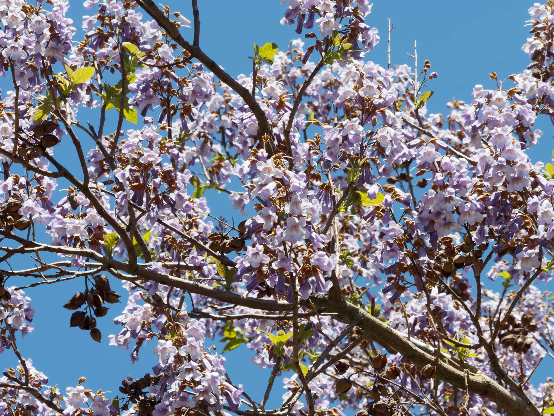 Blauglockenbaum Blauglockenbaum
